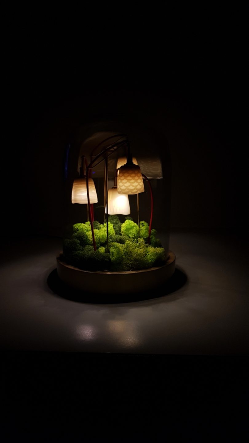 Mise en situation Luminaire Alphonse le Botaniste version ébène et socle en laiton avec son lichen stabilisé coloré allumé de Luminophilie par Thierry Toutin