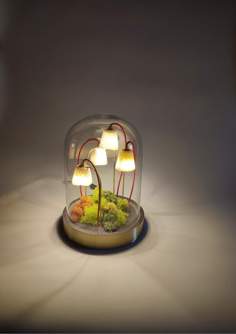 Luminaire Alphonse le Botaniste version ébène et socle en laiton avec son lichen stabilisé coloré allumé sur fond blanc de Luminophilie par Thierry Toutin